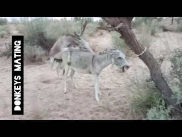 شاهد للآخر تزاوج الحمير بين الأشجار، Donkeys mating تزاوج الأسود تزاوج الضباع، حيوانات مضحكه.