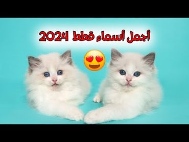 أجمل أسماء قطط ذكور و إناث 2024  اسامي قطط كيوت