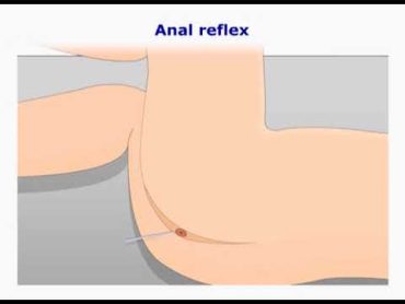 Anal reflex  Anal wink  perineal reflex