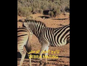 شاهد تزاوج حمار وحشي ووحيد القرن أمر لا يصدق/Watching zebra and rhino mating is unbelievable