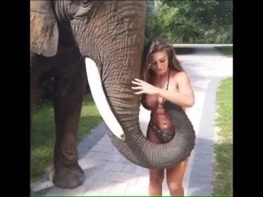 Elephant Grabbing A Girl Breast