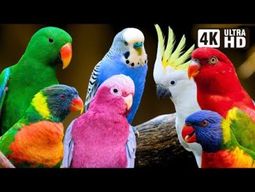 Most Beautiful Parrots of Australia  Colourful Birds  Relaxing Nature Sounds  Australian Wildlife