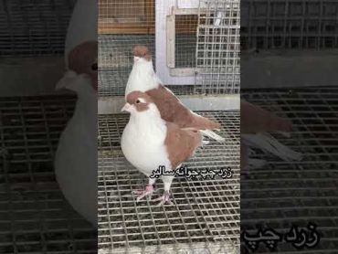 زرد چپ سالبر 🇦🇫❤️🧿 viral pigeon afghanistan kabootar funny bird religion pigeon afg