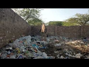 Donkeys Breeding and Enjoying in Village trending viral