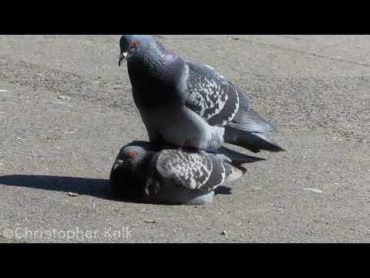 Pigeon Porn  pigeon taube stadttaube paarung mating bird vogel