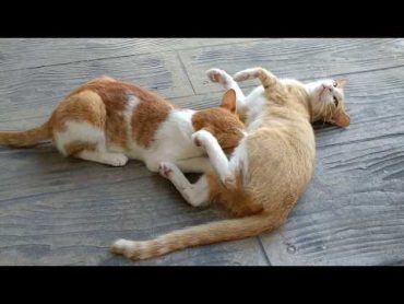 Grown Kitten Still Breastfeeding from Mama Cat