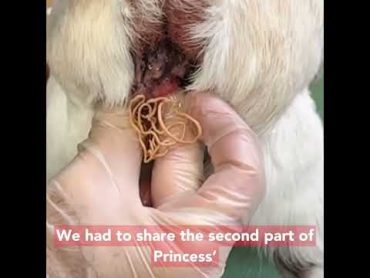 Impacted Anal Glands in Pets !