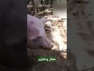 حمار وخنزير هناك اسرار كثيره // donkey and pig