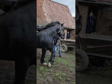 تزاوج الخيل،اكبر حصان في العالم!!!خيل خيل عربيه اصيله تزاوج