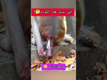 سبحان الله 🙏🏻😳عالم الحيوانات عجائب غرائب القردة ولادةطبيب بيطري