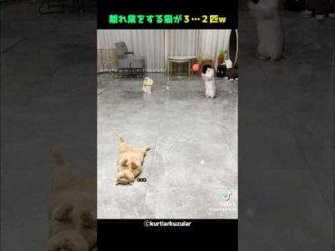 妙技をする猫が3…2匹w