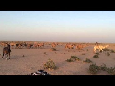 منقية مطر بن جزيان السليس يرحمه الله.   طمامات