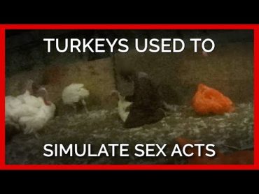 Turkeys Used to Simulate Sex Acts at ‘Humane’ Farms Supplying Top Grocers