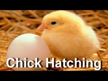 Baby Chick Hatching  Egg Hatching