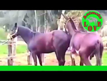 donkey mating    New Donkeys mating video   Animals Love تزاوج الحمير   تزاوج الح