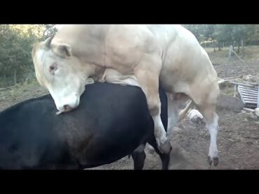 Cow mating. Kawin sapi. 🐄💞🐂 Bull meeting cow with copulatory thrust. बैल संभोग