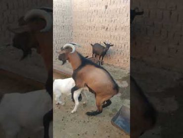 تزاوج فحل🐐البين مع البور🍼Alpine mating with a bur goat