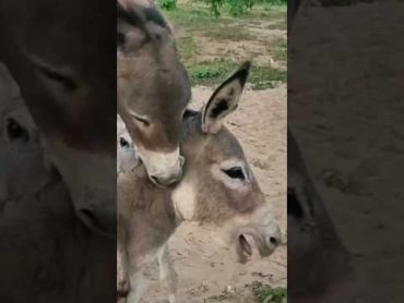 donkeys donkeys donkeys donkeys donkeys animals shortsvideo @mukhtyarkhaskheli8951