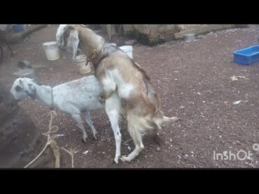 Goat Mating mating matingseason matingseason