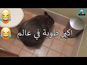 اكبر طوبة في عالم