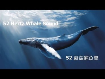 52 赫茲世界上最孤獨的鯨魚聲一小時｜52 Hertz The world&39;s loneliest whale sound 1 hour