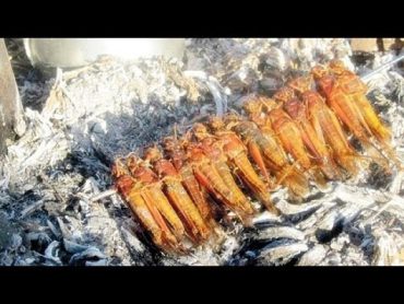 Locust Meal  Tiddi Karahi  Tiddi Dal Biryani in Sindh Kitchen Cuisine Tiddi Dal Pakistan