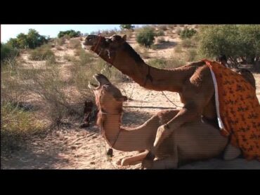 تزاوج الجمل سبحان الله Camel mating Camel breeding