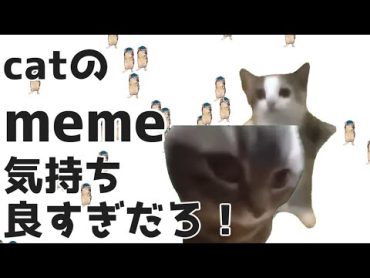 【猫ミーム】猫のミーム気持ち良すぎだろ！【おとわっか】音mad catmeme 猫ミーム 猫マニ おとめっど おとわっか 気持ち良すぎだろ！