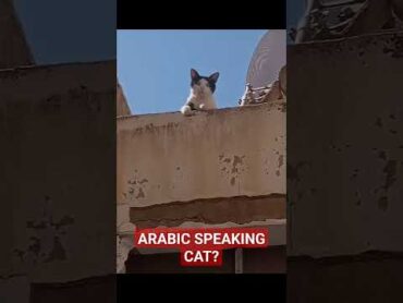 Arabic Speaking Cat 🐈 😁