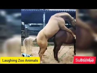 تزاوج الخيول مثير للاهتمام lnteresting mating of horsesLaughing Zoo Animals