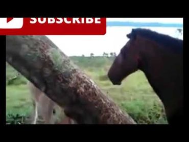 donkey with horse meeting  dog meeting