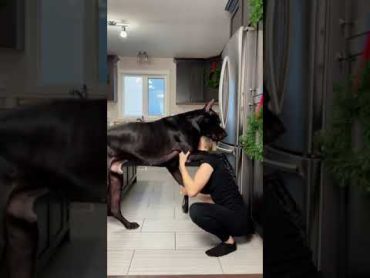 Great Dane Is Taller Than Human  ViralHog