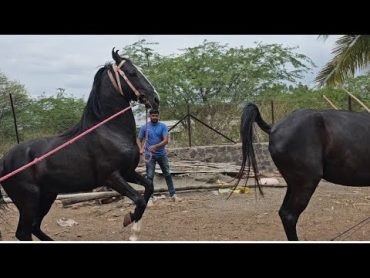 masal brothers stud farm Maharashtra