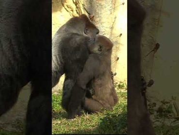 227ゴリラ  D&39;jeeco Family 🦍 shorts 【金剛猩猩】 2023Taipei Zoo 台北動物園