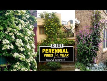 23 Best Perennial Vines For YearRound Interest!   Climbing Plants