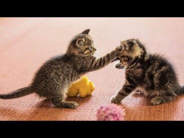 20 Minutes of Adorable Kittens 😍  BEST Compilation