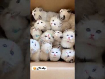 گربه های ناز 🐈😍