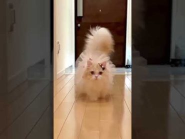 قطط كيوت / قطط كيوت صغيرة / قطط مضحكة جدا / قطط ذوات / صوت قطط 😻😻🥰🐈 shorts cat