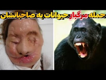 حمله های مرگبار حیوانات به صاحب هاشون  وقتی حیوانات خانگی قاتل میشوند