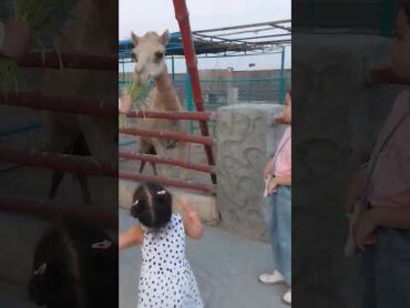 جمل صغير 🥹🐪 دانية وديمة لايك اشتراك العاب اطفال cute shortvideo camel