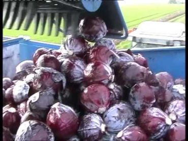 حصاد الكرنب (الملفوف) الأحمر آليا   Red cabbage harvest