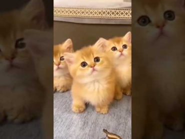 Cat videos cute cats kittens 😻🐾