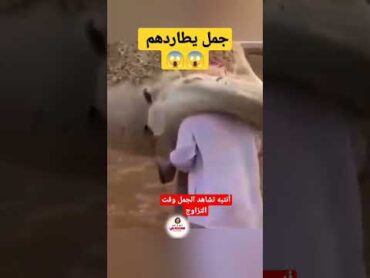 shorts لاتشاهد الجمل وقت التزاوج 😱😱