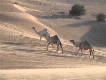 منقية ابن نهى  صالح اليامي  مؤثرات