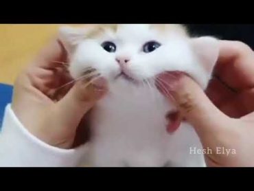 Baby cats 😍😋 بچه گربه های ناز و قشنگ