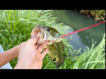 【魚影濃すぎ】川でブラックバスを釣って食べる