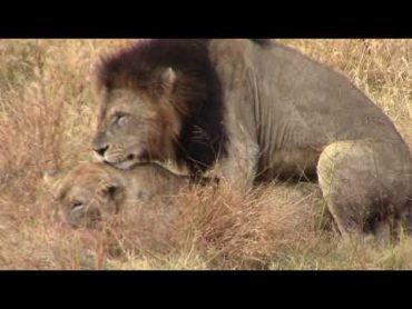 Mating Lions