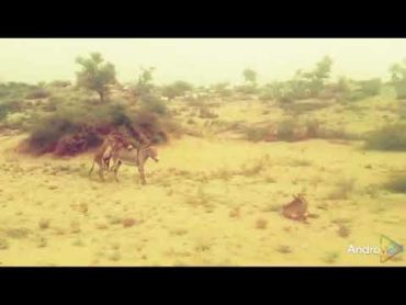 Donkey mating with male partner😜😝animals desert thar villagelife wildlife love music funny