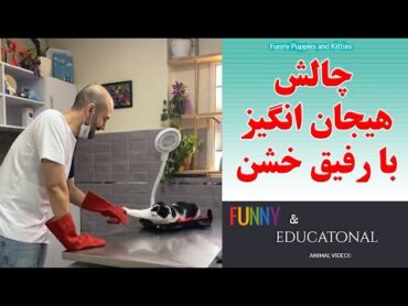 چالش با گربه ها