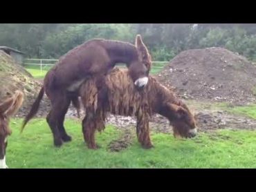 Donkey mating with goat।donkey mating।mating donkey।goat mating।animalmating।animal sex।